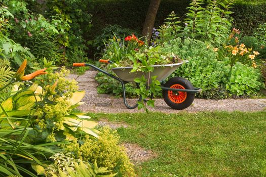 Wheelbarrow with garden-waste in blooming summergarden