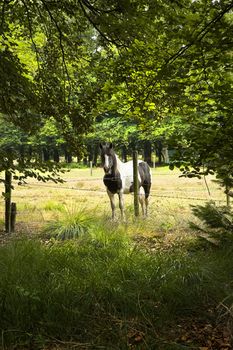 Horse standing behind barbed fence in the forest in summer - vertical