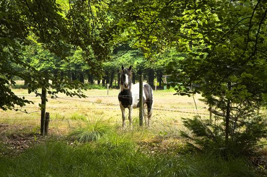 Horse standing behind barbed fence in the forest in summer - horizontal