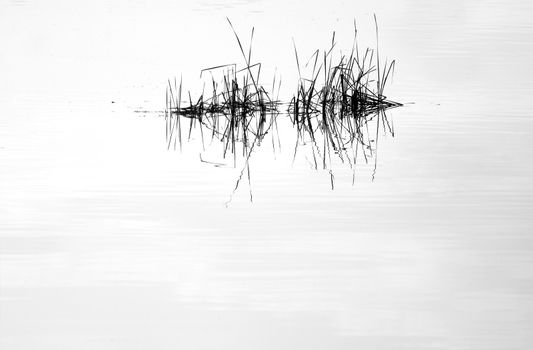 Water mirror and reed with reflection in black and white