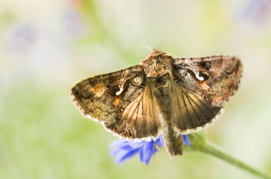 Migratory moth Silver Y or Autographa gamma butterfly feeding on flowers