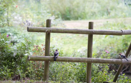 Wooden fence with Eurasian Jay or Garrulus glandarius and blooming wild rose bushes in summer in the country