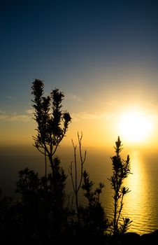 Rosemary shrub in its natural  environment, a beautiful Mediterranean sunrise