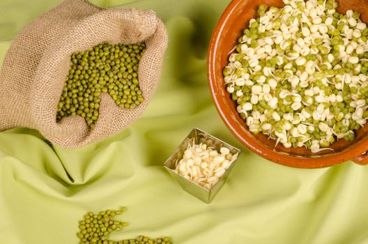 Still life with soy beand and fresh sprouts