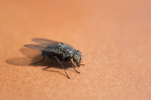 Fly in detail