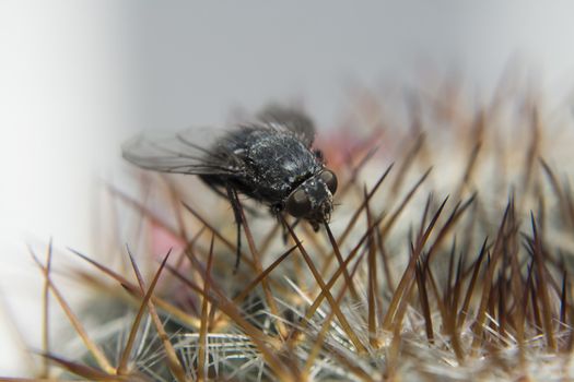 Fly standing on cactus spines