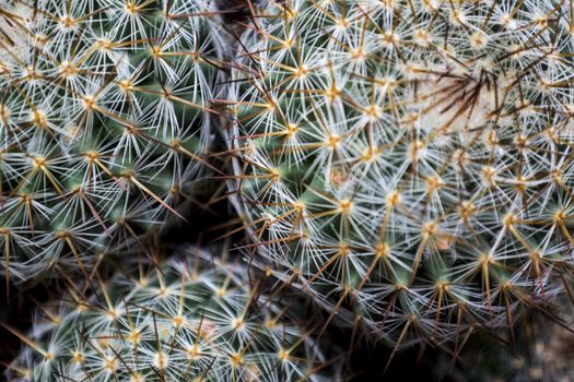 Mexican Round Cactus