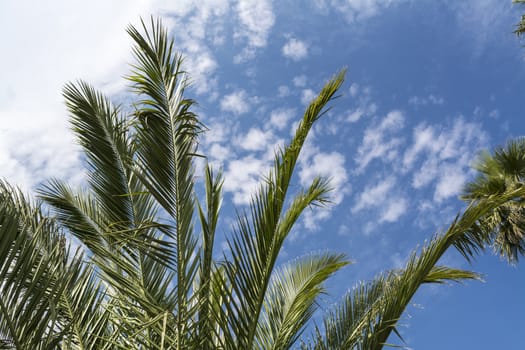 Tropical tree in mexico agains blue and cloudy sky