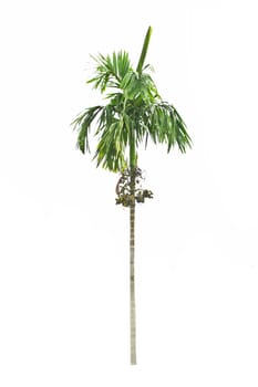 Palm tree on a white background