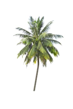 coconut tree on a white background