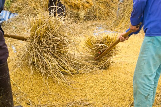 The traditional way of threshing grain in Thailand