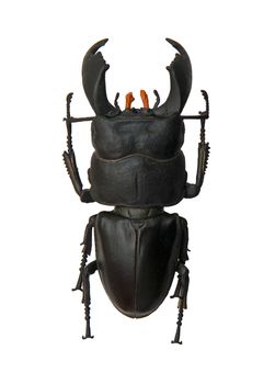 Beetle Dorcus titanus isolated on the white background