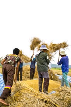 The traditional way of threshing grain in Thailand
