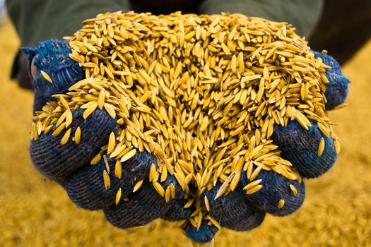 Rice in farmer hands