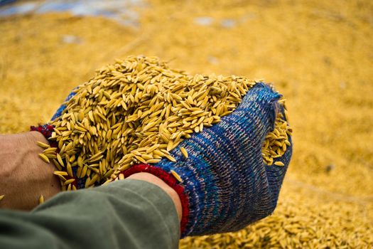 Rice in farmer hands