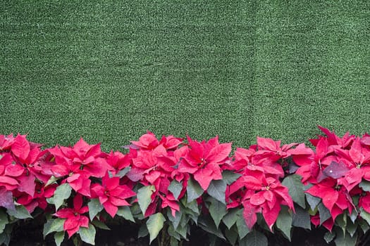 Poinsettia vivid colors with green background and rough texture