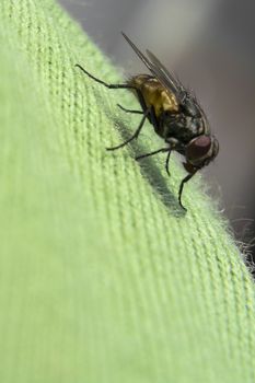 Fly in detail