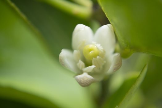 Blossoming lemon flower in macro