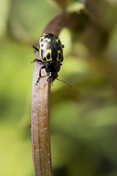 Golden Ladybug
