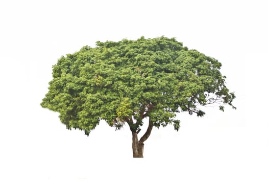 Tree isolate on a white background 
