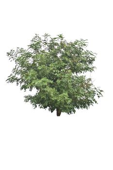 Tree isolate on a white background