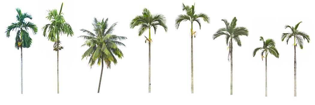 Set of palm and coconut trees on white background 