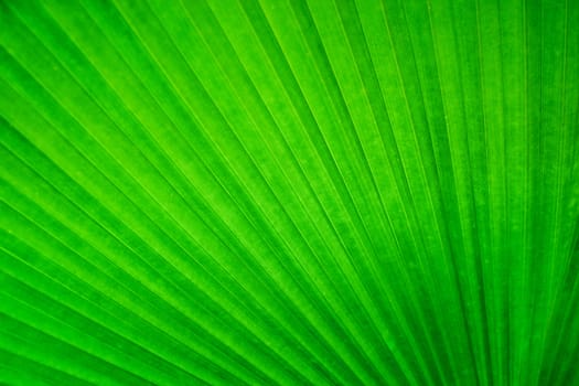 Abstract image of Green Palm leaves in nature