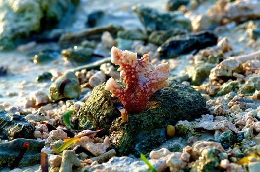 Colorful Red Coral between Pebbles on Sunset Beach Outdoors