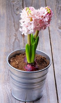 Two Beauty Pink Hyacinths in Tin Bucket isolated on Rustic Wooden background