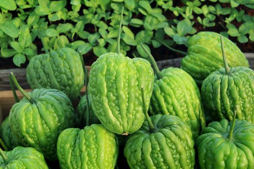 Bitter melon