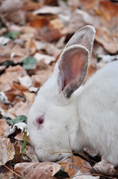 White rabbit on the leaves