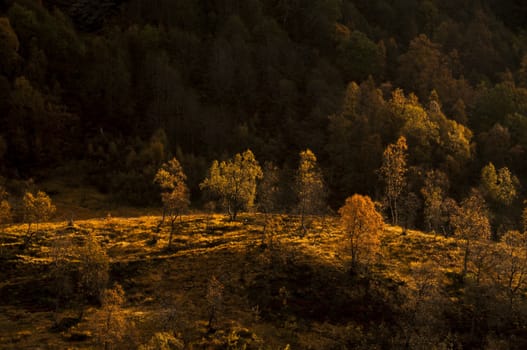 A golden birch forest in autumn