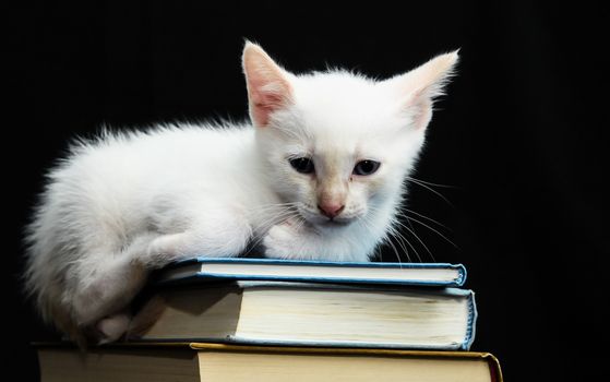 White Young Baby Cat on a Black Background