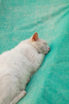 White Cat is sleeping on a green sail, Hong Kong, Asia