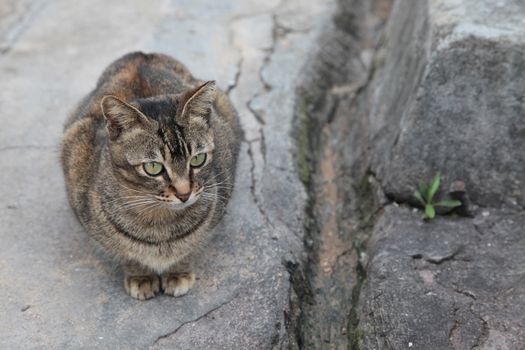 Cat sitting on a rock, Hong Kong