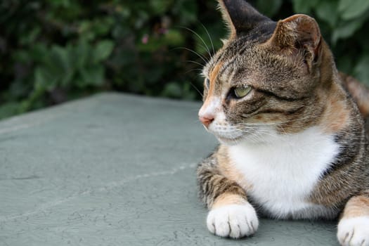 Cat lie down and looking left, Outdoor, Hong Kong