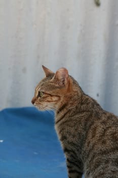 Side view of a sitting cat, outdoor, Hong Kong, Asia