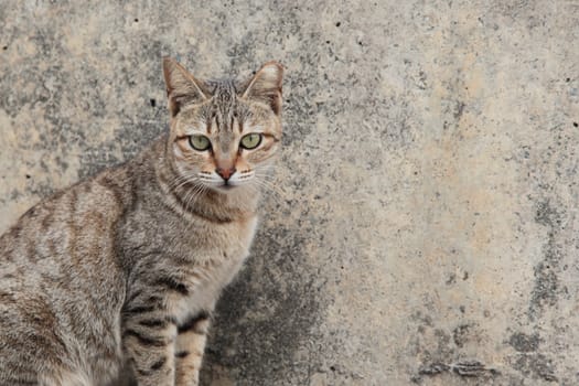 Cat Staring at you, outdoor, Hong Kong, Asia