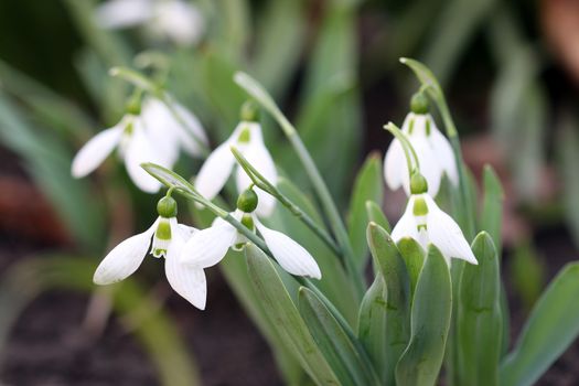 snowdrops garden close up spring season