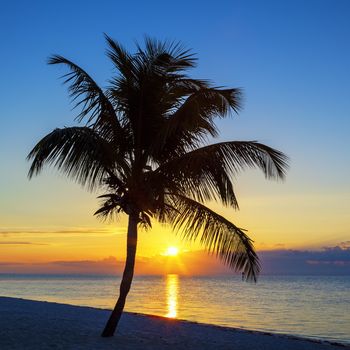 View of Beach with palm tree at sunset, Key West, USA