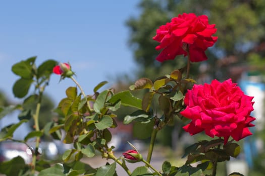 Two red roses in a summer day
