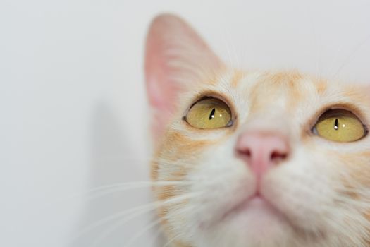 Orange cat face isolated on the white background