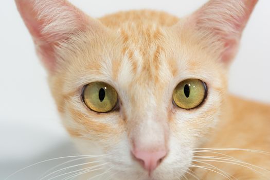 Orange cat face isolated on the white background
