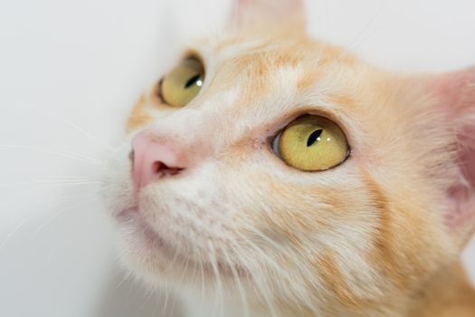 Orange cat face isolated on the white background