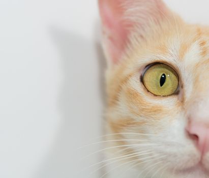 Orange cat face isolated on the white background