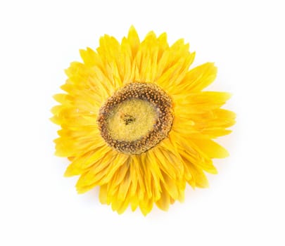 yellow flower isolated on a white background