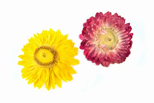 yellow and pink flower isolated on a white background