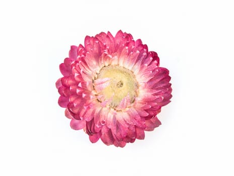 pink flower isolated on a white background