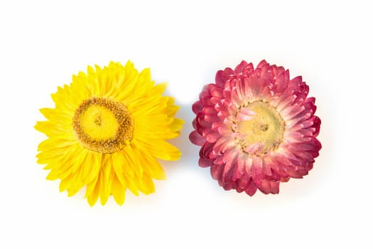 yellow and pink flower isolated on a white background