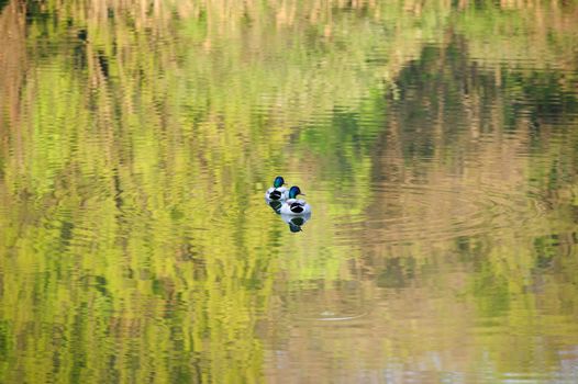 two male ducks floating at water in lake